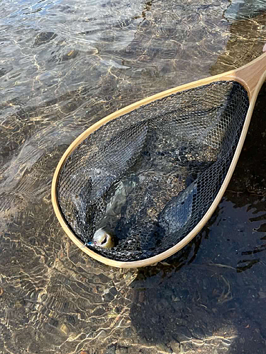 ブラウントラウトの釣果