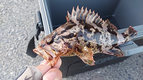 タケノコメバルの釣果