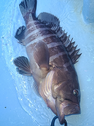 マハタの釣果