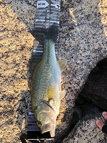 ブラックバスの釣果