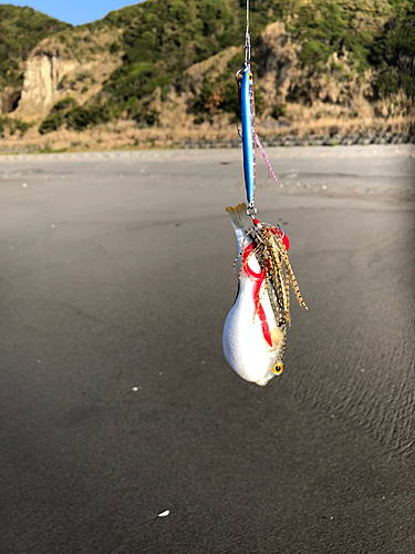 フグの釣果