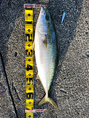 メジロの釣果