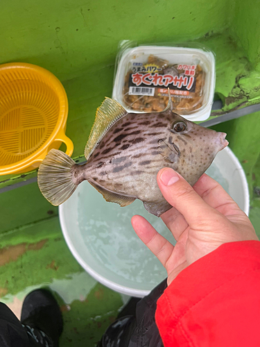 カワハギの釣果