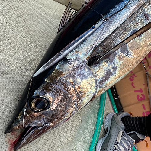 ビンチョウマグロの釣果