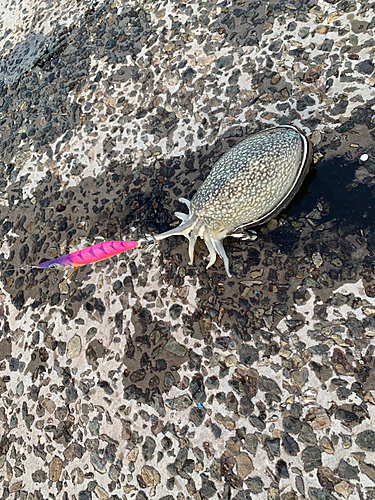 シリヤケイカの釣果