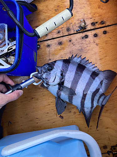 イシダイの釣果