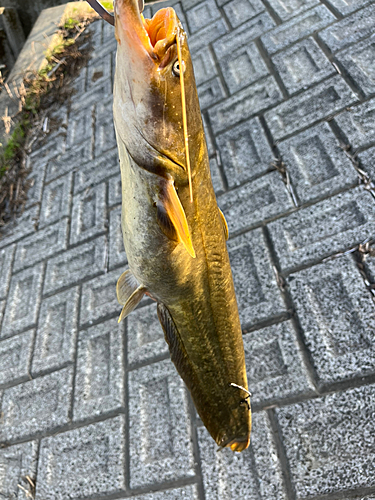 ナマズの釣果