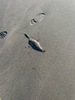 ソゲの釣果