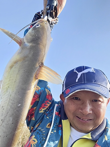 アメリカナマズの釣果