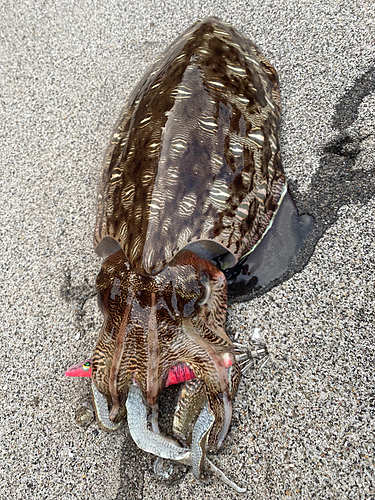 コウイカの釣果