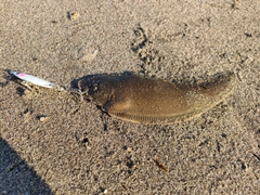 シタビラメの釣果