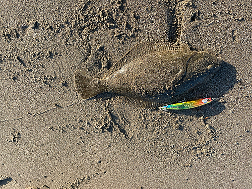 ヒラメの釣果