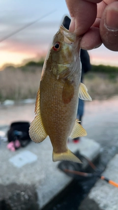 スモールマウスバスの釣果