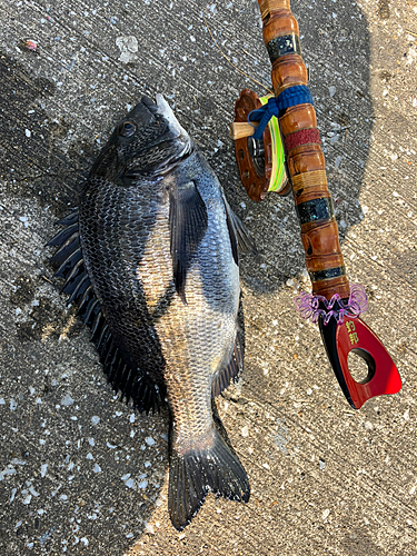 クロダイの釣果