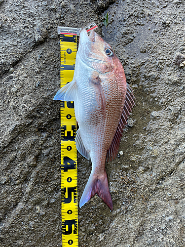 マダイの釣果