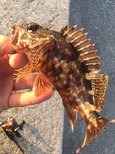 カサゴの釣果