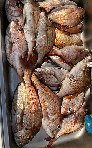 マダイの釣果