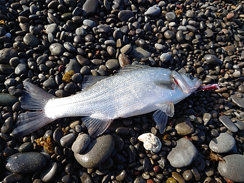 フッコ（ヒラスズキ）の釣果