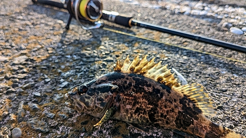 タケノコメバルの釣果