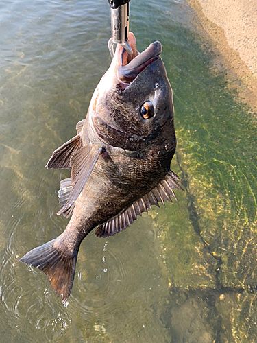 チヌの釣果
