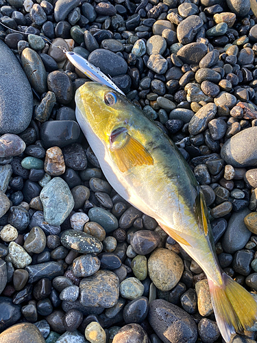 クロサバフグの釣果