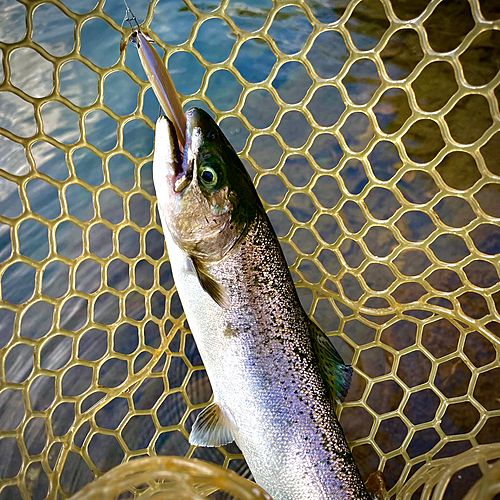 サクラマスの釣果