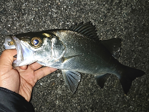 セイゴ（ヒラスズキ）の釣果