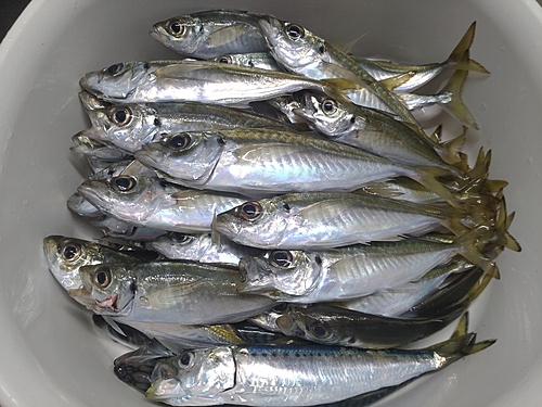 アジの釣果