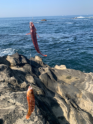 アカササノハベラの釣果