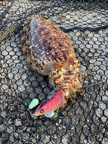 コウイカの釣果