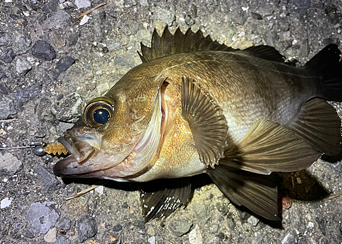 メバルの釣果