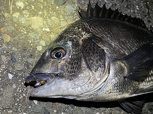 チヌの釣果