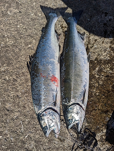 サクラマスの釣果