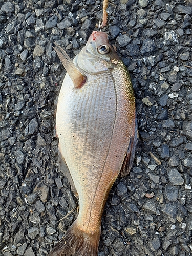 ウミタナゴの釣果