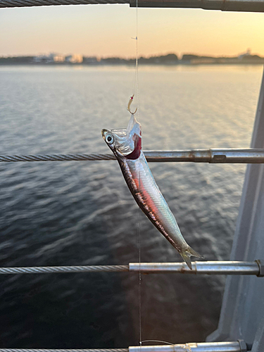 イワシの釣果