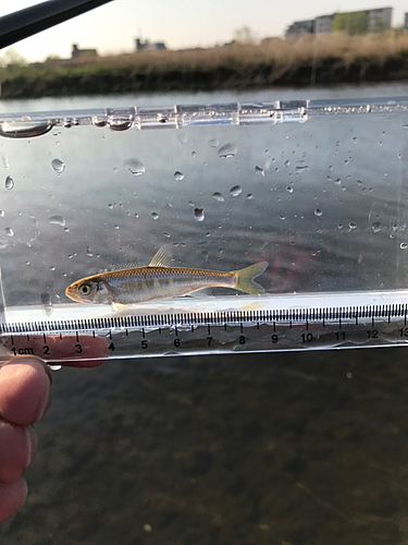 オイカワの釣果