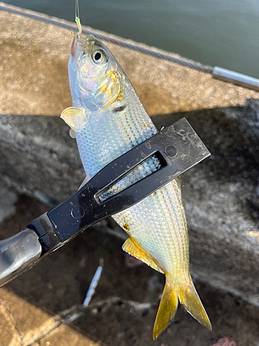 コノシロの釣果