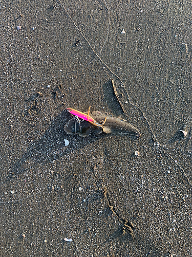 シタビラメの釣果