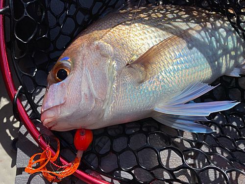 マダイの釣果