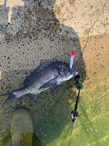 チヌの釣果