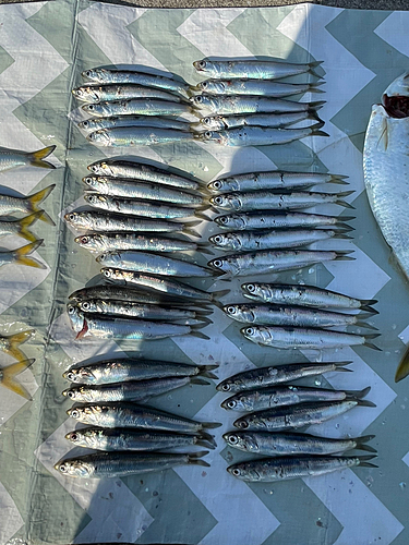 カタクチイワシの釣果