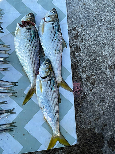 コノシロの釣果