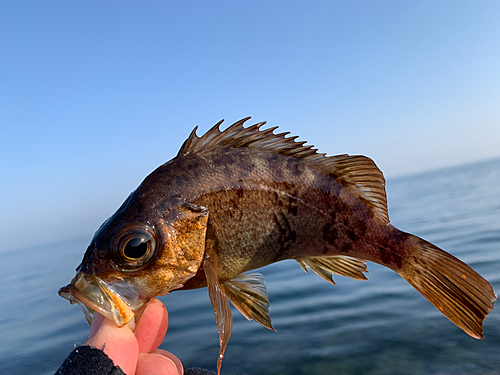 メバルの釣果