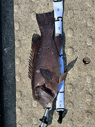 カンダイの釣果