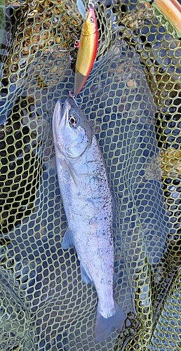 シラメの釣果