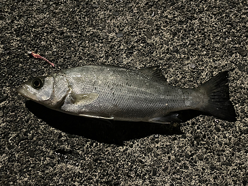 セイゴ（マルスズキ）の釣果