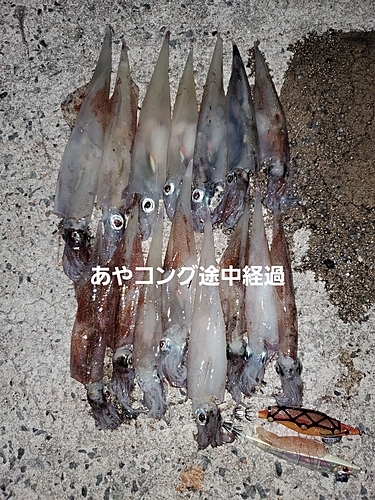 ヤリイカの釣果