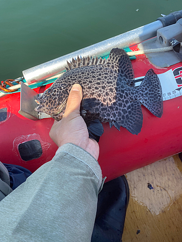 イシガキダイの釣果