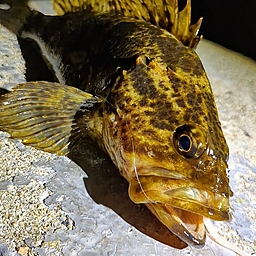 タケノコメバル