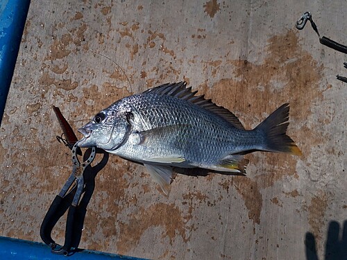 キビレの釣果